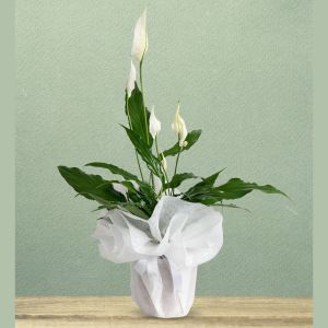  Antalya Lara Floristen - Die Topfblumen